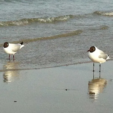 Moderne Strandvilla Strandnah Stra Timmendorfer Strand